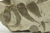 Plate of Eurypterus (Sea Scorpion) Fossils - Ukraine #284411-2